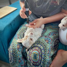 Poodle Puppies from Reuter Clan Poodles