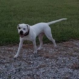 Bison - American Bulldog