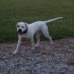 Bison - American Bulldog