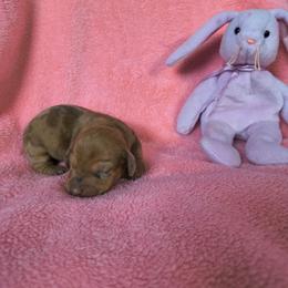Clover - Dapple female Dachshund puppy in Opelika, Alabama from Dachshund Darlins
