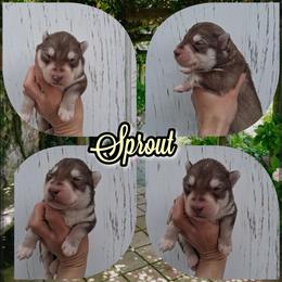 Sprout - Red and white male Siberian Husky puppy in West Liberty, Ohio from Skyfallsiberians