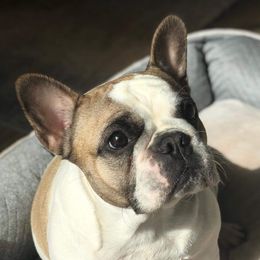 Cannoli - French Bulldog