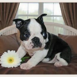 Gus - Black and white male Boston Terrier puppy in North Central, Vermont from Windy Valley’s Bostons