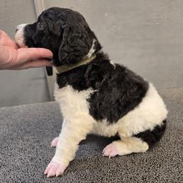 Army Green Collar - Parti male Poodle puppy in Patterson, California from Paterson Poodles