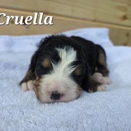 Cruella - Tri-color female Bernedoodle puppy in Blackfoot, Idaho from Draper Mountain Doodles