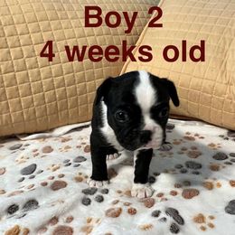 Boy 2 - Black and white male Boston Terrier puppy in Lebanon, Tennessee from Binkard's Boston Terriers