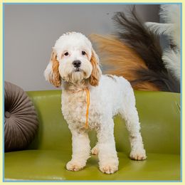 Hamar - Red male Cockapoo puppy in Connersville, Indiana from Deaz Doodle Ranch