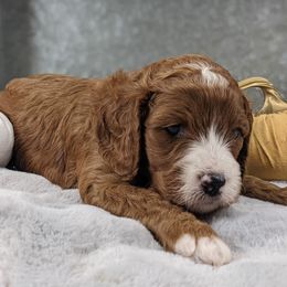 Cavapoo and Whoodle Puppies from Gardner Lane Puppies