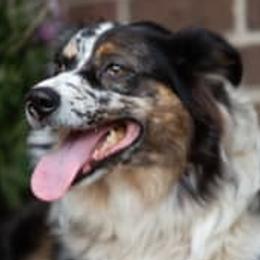 Zoe - Australian Shepherd