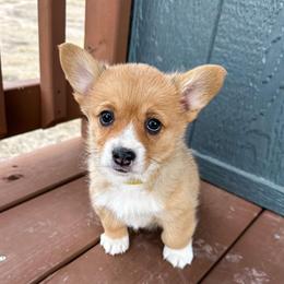 Yahtzee - Red female Pembroke Welsh Corgi puppy in Walsh, Colorado from Wilson Ranch Corgis