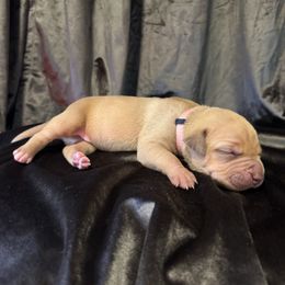 LACEy - Fawn female American Bully puppy in Texas from TEXAS BULLY FAMILY
