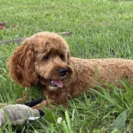 Ryder - Cockapoo