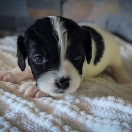 Black and White Girl - Black and white female Cavapoo puppy in San Diego, California from WW Cavapoos