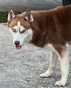 Romeo - Siberian Husky