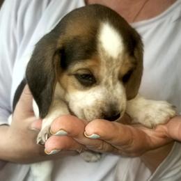 Stella - Black tan and white female Beagle puppy in Peculiar, Missouri from At home