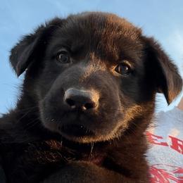 ANGEL - lilac collar - Black female German Shepherd puppy in Coats, North Carolina from T'S SHEPHERDS