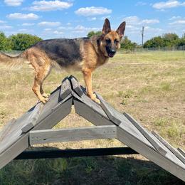 princess - German Shepherd
