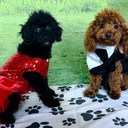 Biewer Terrier and Poodle Puppies from Alpha Tiny Paws