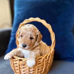 Joe - Cream male Goldendoodle puppy in Hamilton, Alabama from Sweet Doodles of Alabama
