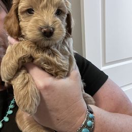 Maltipoo Puppies from Jessica's Maltipoos