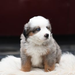 BISCOTTI - Blue merle male Miniature American Shepherd puppy in Pasco, Washington from ROCK CREEK