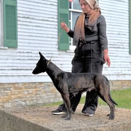 Venus - Dutch Shepherd
