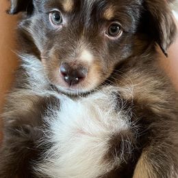 Toy Australian Shepherds from dirtybirdys_off_road_aussies
