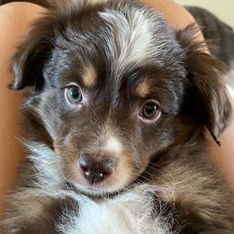 Toy Australian Shepherds from dirtybirdys_off_road_aussies