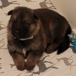 German Shepherd and Pembroke Welsh Corgi Puppies from Muddy Paws Corgis / Von Blake's Gedächtnis German Shepherds
