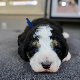 Theodore - Tri-color male Bernedoodle puppy in Murray, Utah from Sun Valley Doodles