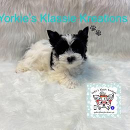 Ashleigh - Parti female Yorkshire Terrier puppy in Dierks, Arkansas from Yorkie’s Klassie Kreations