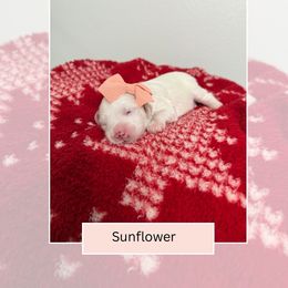 Sunflower - Parti female Goldendoodle puppy in Las Vegas, Nevada from Bridges Goldendoodles
