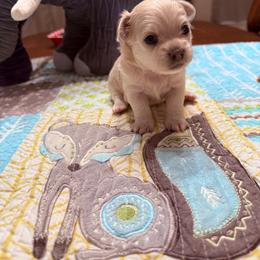 Samuel(Adams) - Cream male Chihuahua puppy in Ochlocknee, Georgia from High Cotton Chihuahuas