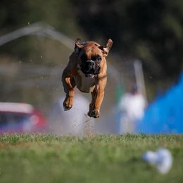 Sadie - Boxer