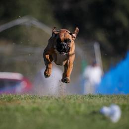 Sadie - Boxer