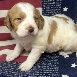 Holly girl 1 - White and orange female Brittany puppy in Floyd Knobs, Indiana from Cross Creek Brittanys