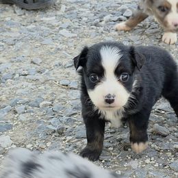 Rosalina - Black tri female Miniature American Shepherd puppy in Leonard, Texas from Tin Roof Aussies