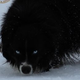 Miniature Australian Shepherds and Toy Australian Shepherds from BK Rustic Aussies