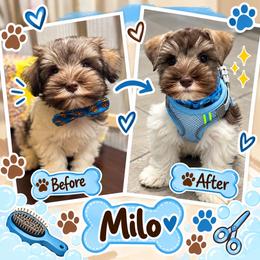 Milo - Parti male Miniature Schnauzer puppy in Kissimmee, Florida from Koki’s Paws Legacy