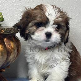 Tabitha - Black gold and white female Cavatzu puppy in Oklahoma from Rocky Oak Cavaliers & Biewer Terriers LLC