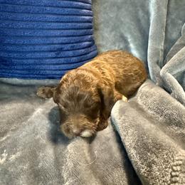 Muffy - Brown and white female Aussiedoodle puppy in Lake City, Florida from Dream Hollow Farm