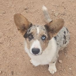Akita, American Corgis, Cardigan Welsh Corgis, and Great Pyrenees from WeVolution Off-Grid