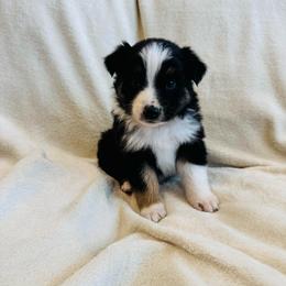 Steel - Black tri-color male Australian Shepherd puppy in Heber City, Utah from Junipersdoodles