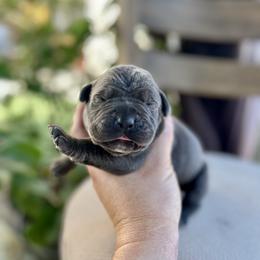 Zara - Black female Cane Corso puppy in Las Vegas, Nevada from LV3M Cane Corso