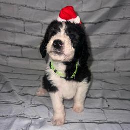 Cupid - Parti male Labradoodle puppy in Monticello, Georgia from Daylin’s Doodles & Labradors