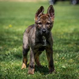 Rasta vom fullhaus - Sable male German Shepherd puppy in Johnson City, Tennessee from Vom Fullhaus German Shepherds