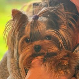 Prince - Yorkshire Terrier