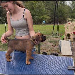 Yellow - Fawn male Cane Corso puppy in Opelousas, Louisiana from Azelees Cane Corso