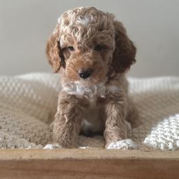 Bernedoodle, Goldendoodle, and Poodle Puppies from Central Valley Canine Companions