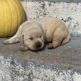 Rudy (Rudolf) - Yellow male Labrador Retriever puppy in Ozark, Missouri from Westwind Labradors